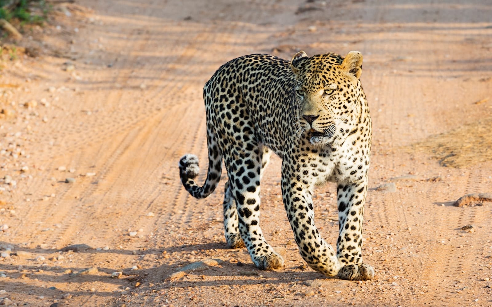 A leopard prowls  across the savannah