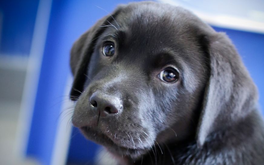 Guide Dogs UK