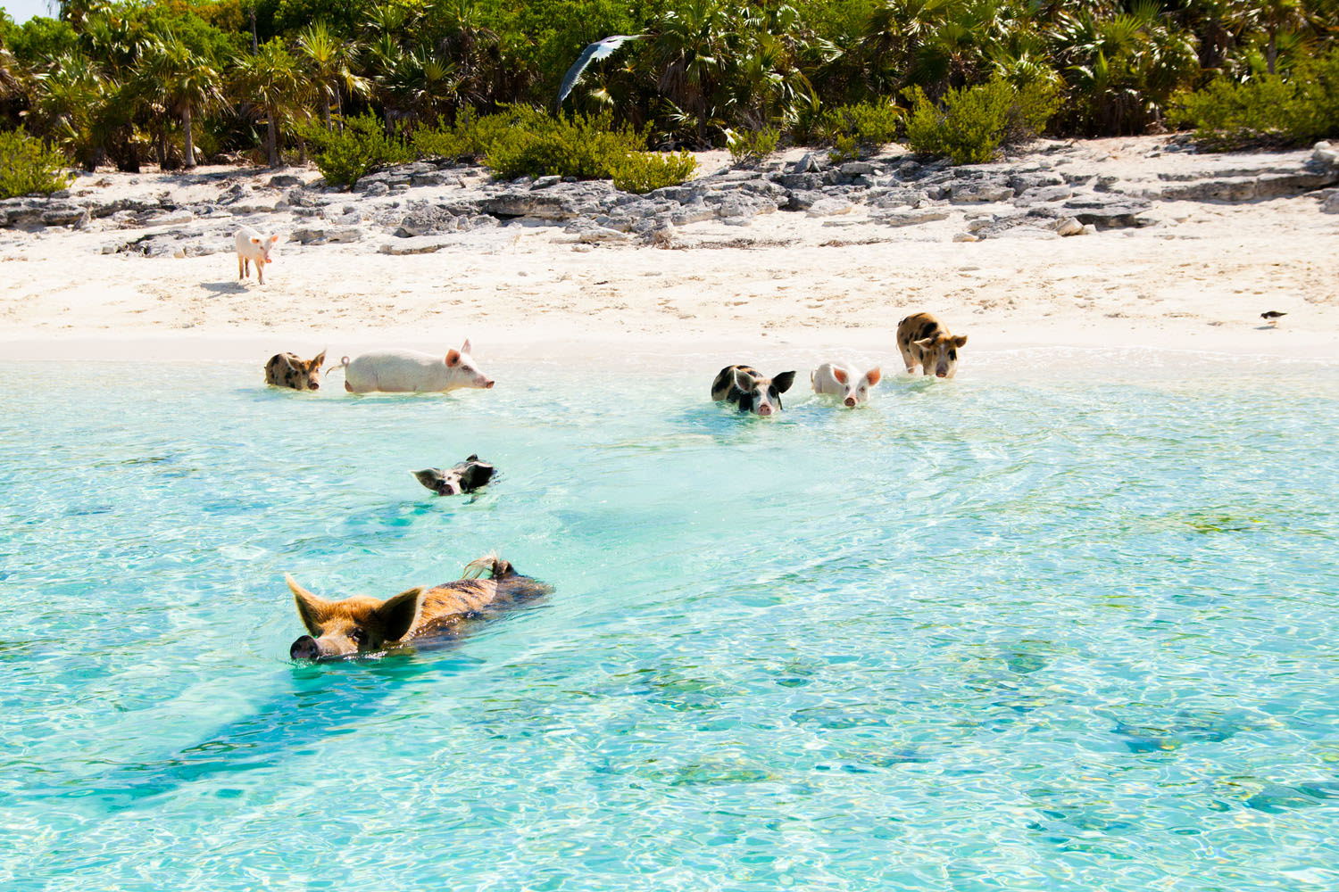 Pigs swimming in the sea in the Bahamas