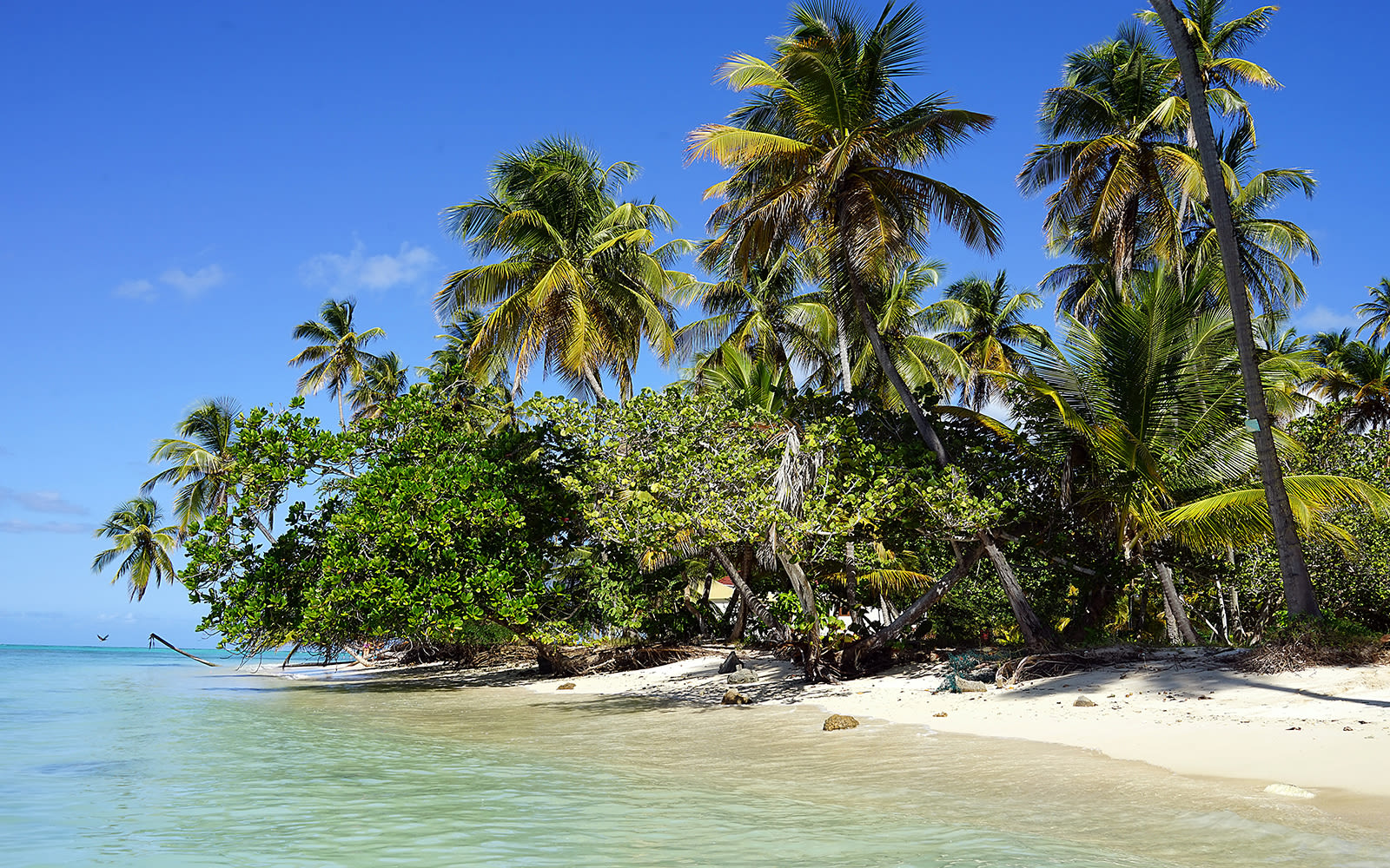 A Caribbean beach with palm trees