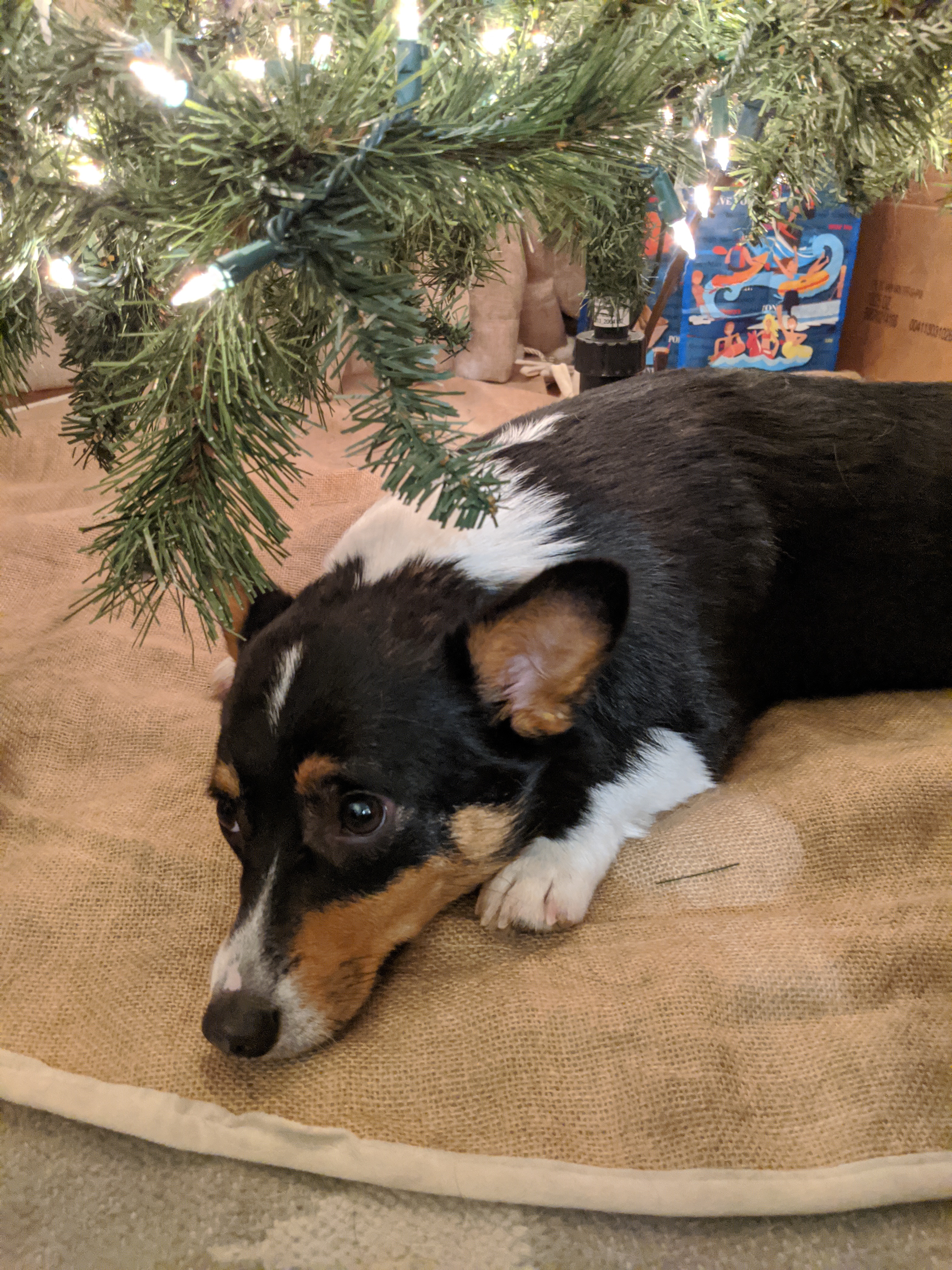 picture of a dog underneath a christmas tree