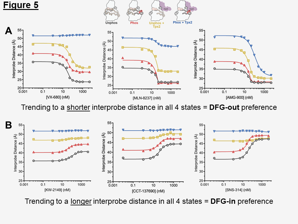 The biochemical context of Aurora A dictates the conformational result of inhibitor binding.