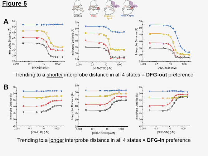 The biochemical context of Aurora A dictates the conformational result of inhibitor binding.