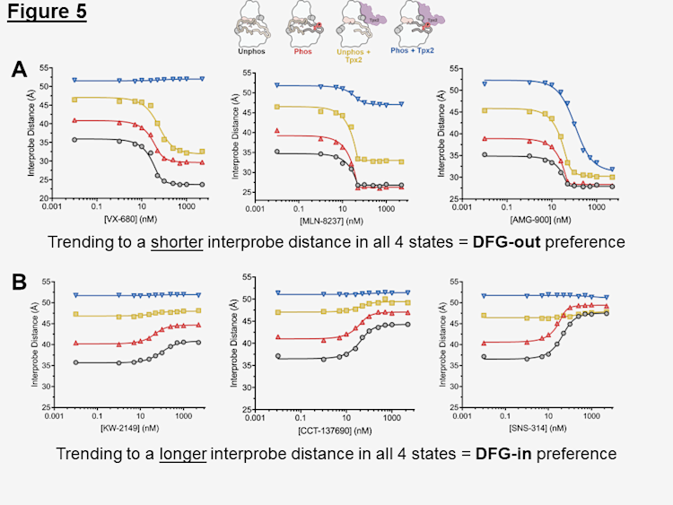 The biochemical context of Aurora A dictates the conformational result of inhibitor binding.
