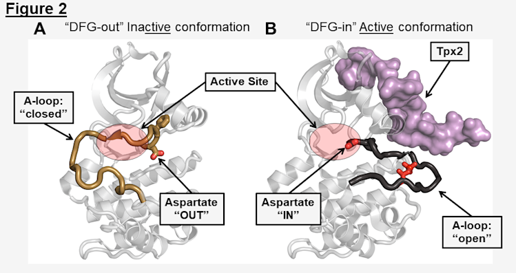 Conformational Features of the Kinase Active and Inactive States