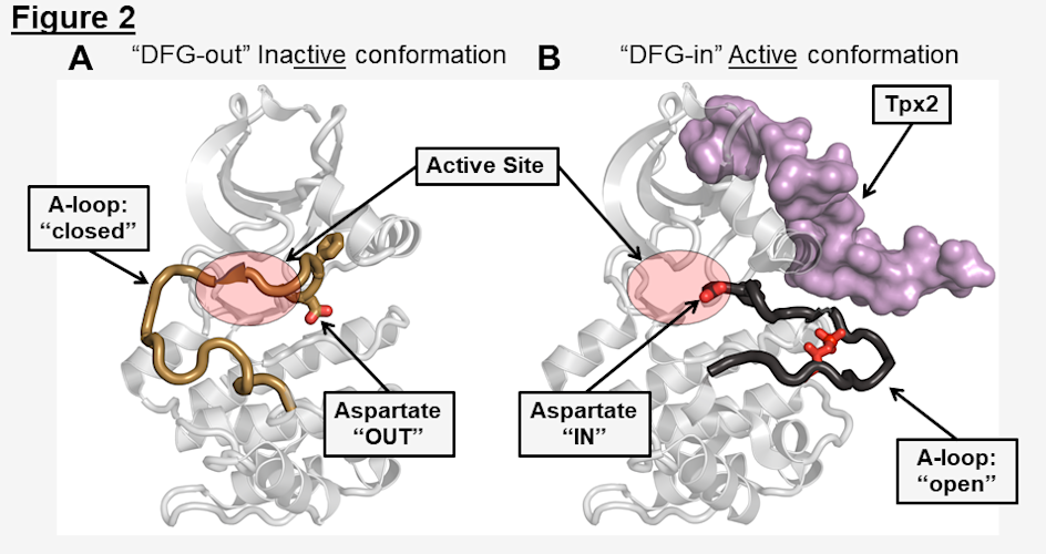Conformational Features of the Kinase Active and Inactive States
