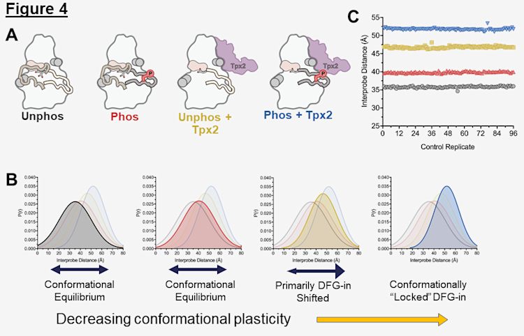 The activation states of Aurora A display different conformational dynamics.