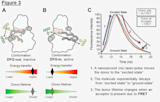 Design of the Aurora A FRET Biosensor
