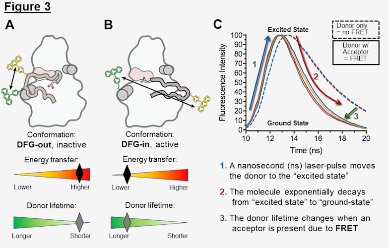 Design of the Aurora A FRET Biosensor