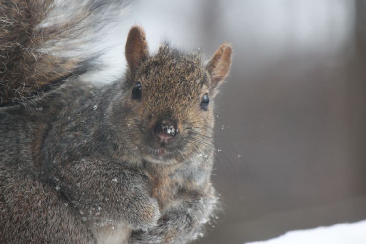 This was a photo I captured one afternoon from the deck of my senior year apartment. This was the fattest squirrel in the neighborhood so I gave him the name Papa Squirrel. I once saw him fight off a crow over a piece of pizza, which proves his toughness.