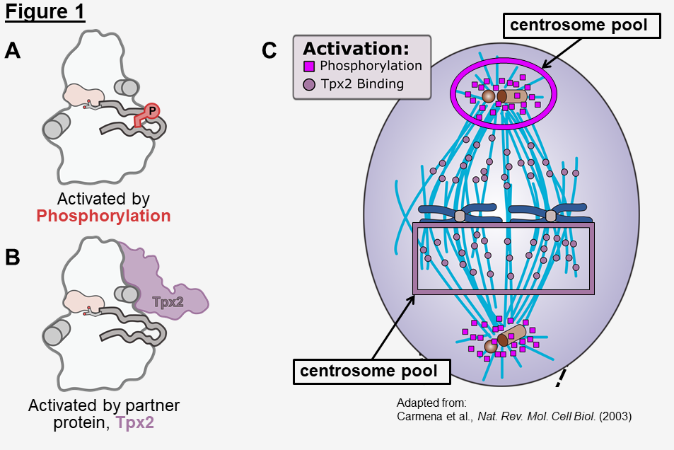 Aurora A Kinase Activation Mechanisms and Cellular Localizations