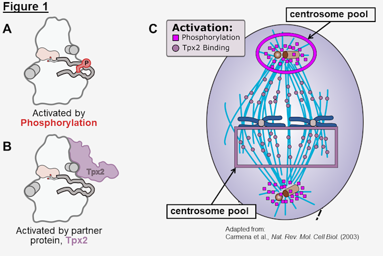 Aurora A Kinase Activation Mechanisms and Cellular Localizations
