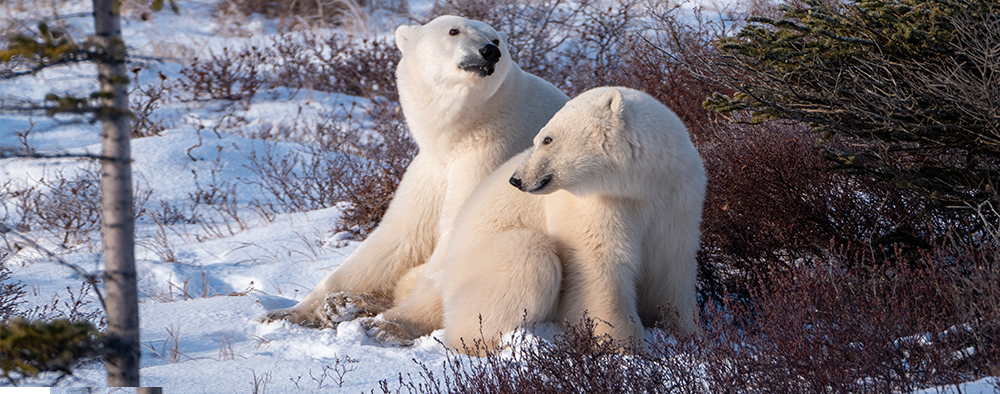 Cameras offer rare glimpse into lives of polar bears as they