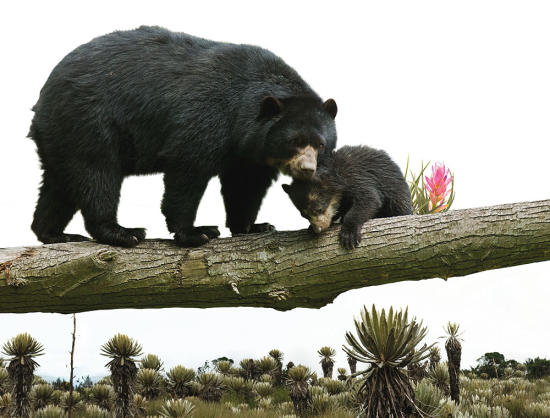 Imagen Cabebecra Cuidar la vida del guardián del bosque 