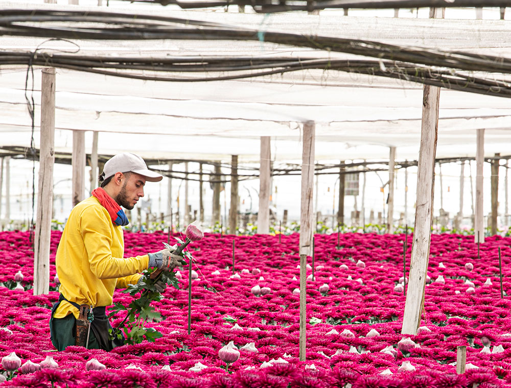 Colores para las flores del mundo