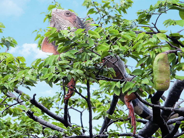 La Medellín que quizá no conoces (Vol. 1): Parque de las iguanas