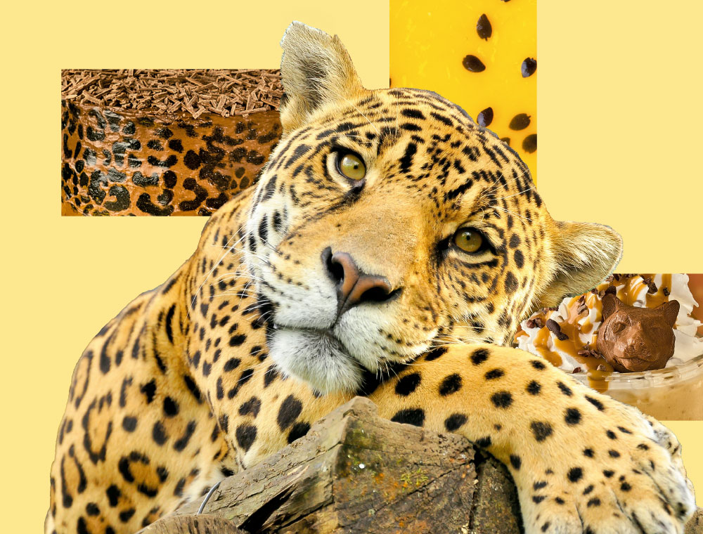 Receta contra la extinción del jaguar