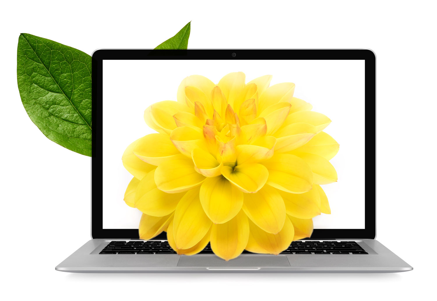 Fleur jaune dans ordinateur portable