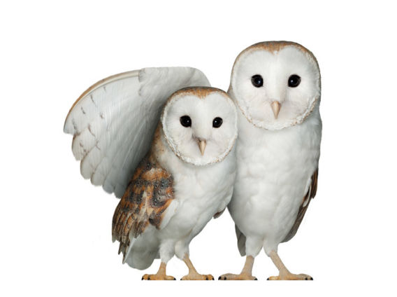 two barn owls