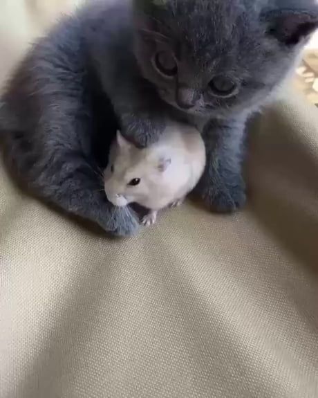 Cat and his best friend