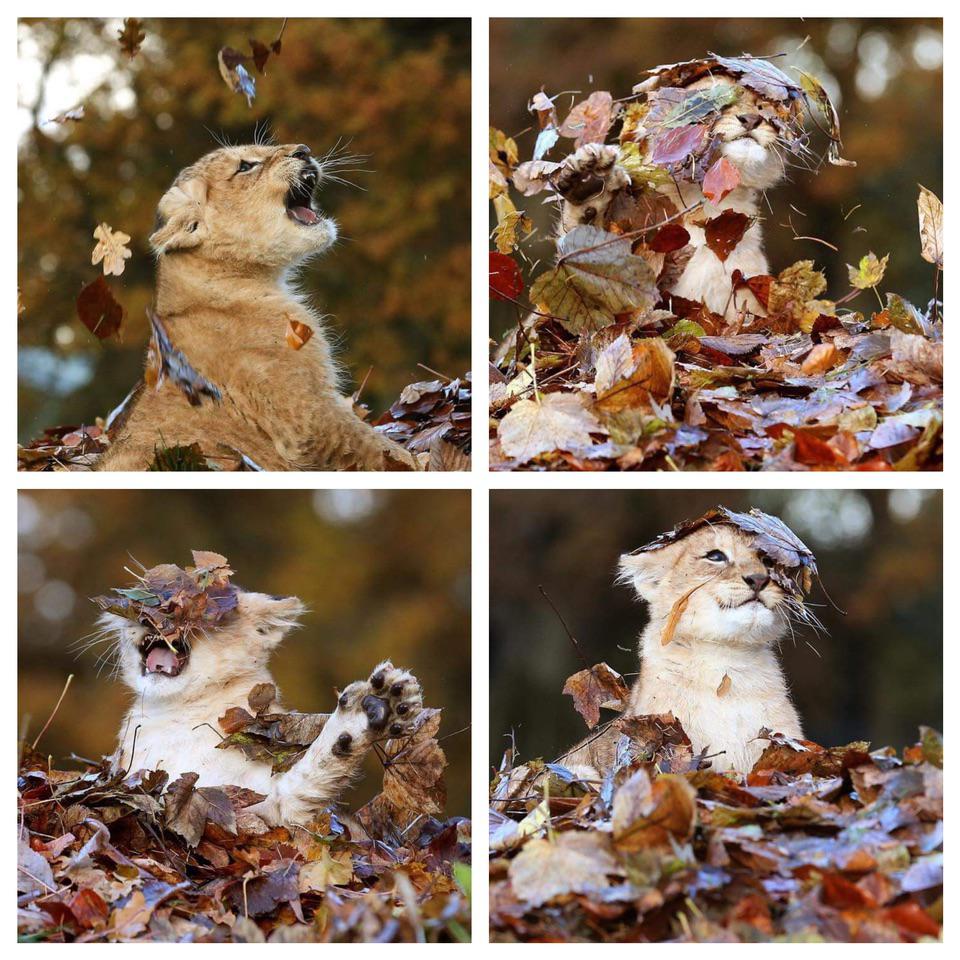 lion cub plays in leaves