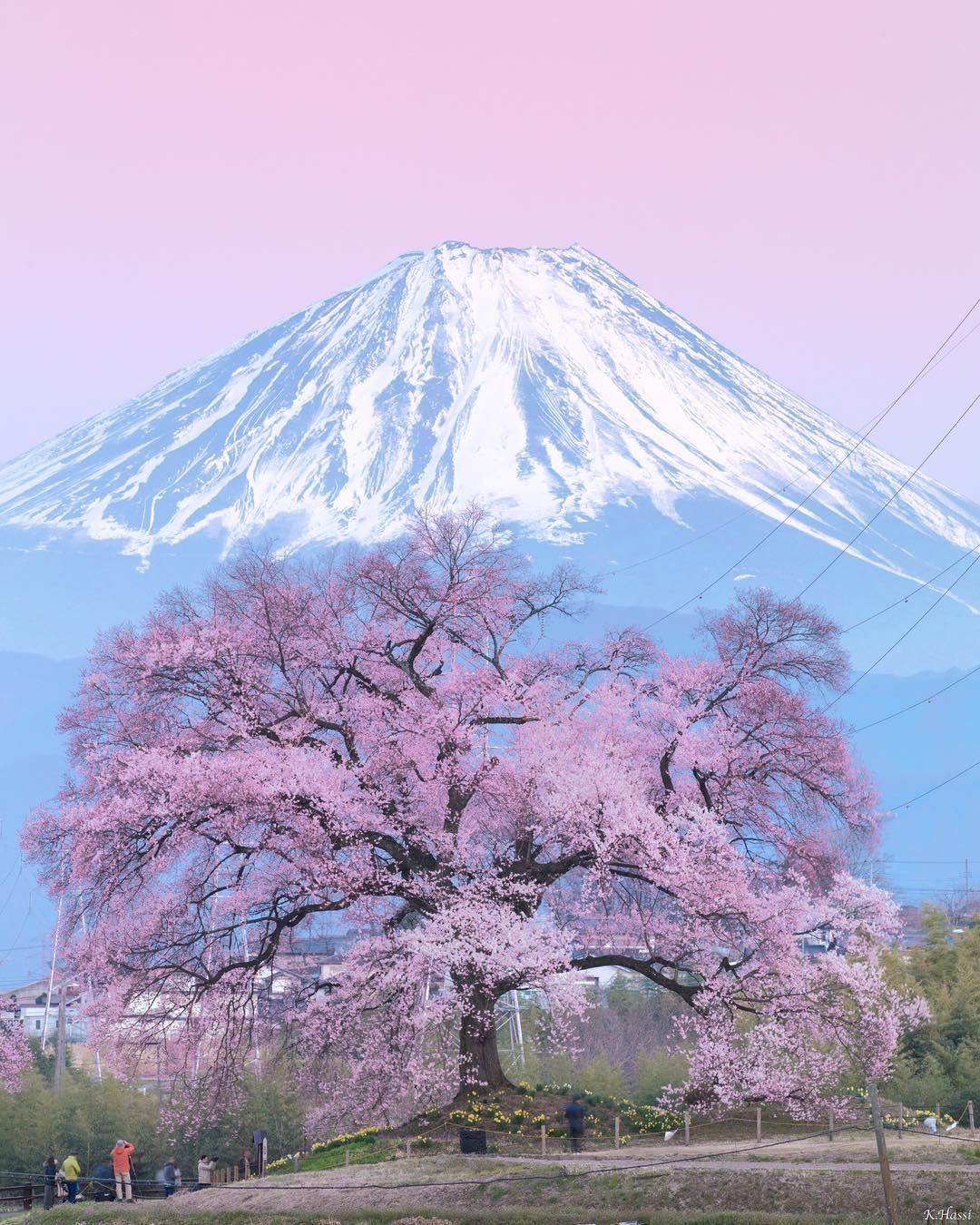 Blooming Sakura tree at Mount Fuji, Japan (by Kenji Hashiba)