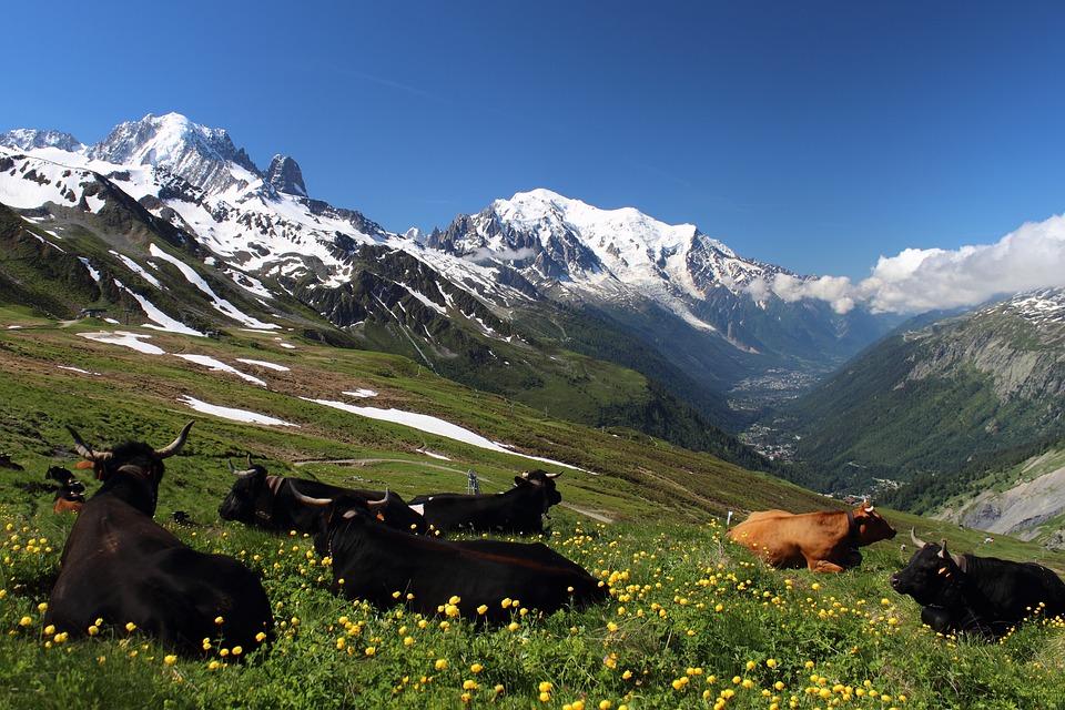 Some cows on Mont Blanc in France