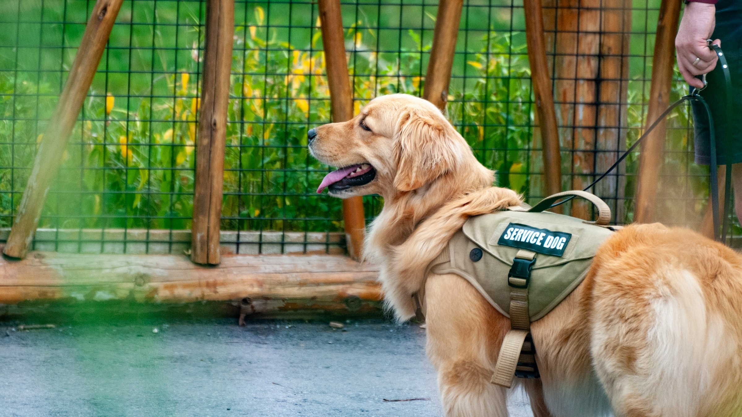 Golden retriever on lead