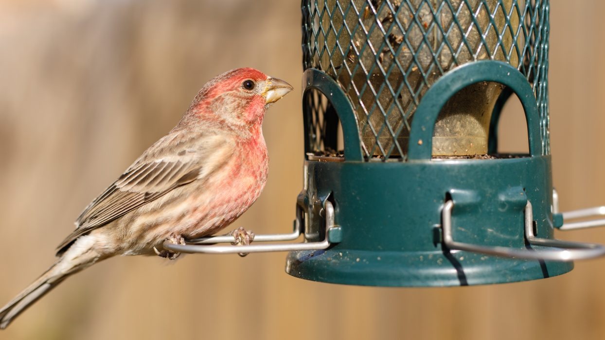 Bird sitting on a bird feeder