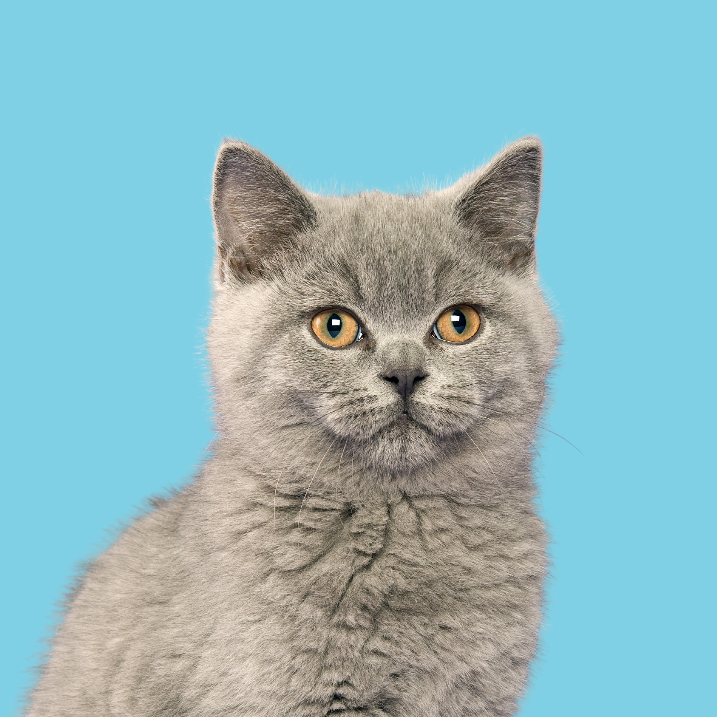 British Shorthair cat
