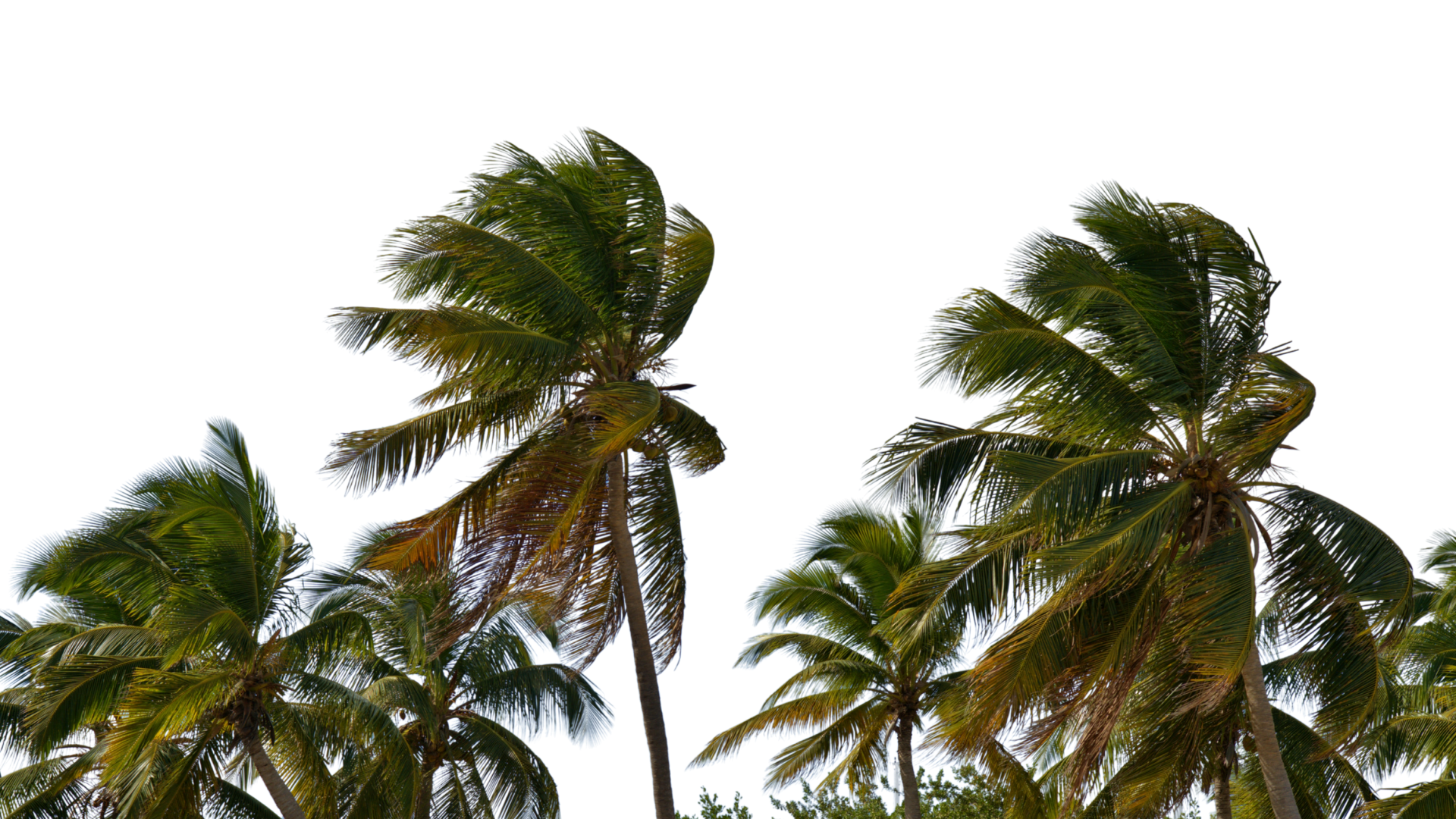 Palm trees blowing in a storm