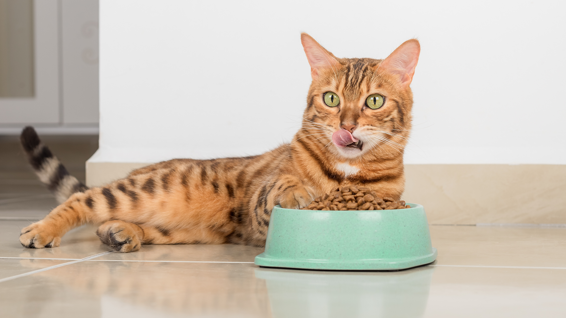 Bengal cat sat next to a bowl 