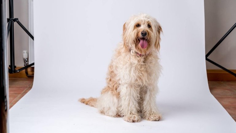 Beanie the golden doodle during a photoshoot