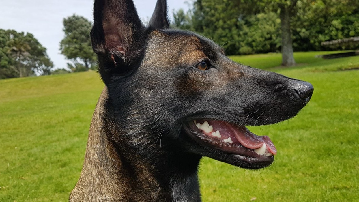 Side view photograph of dog smiling