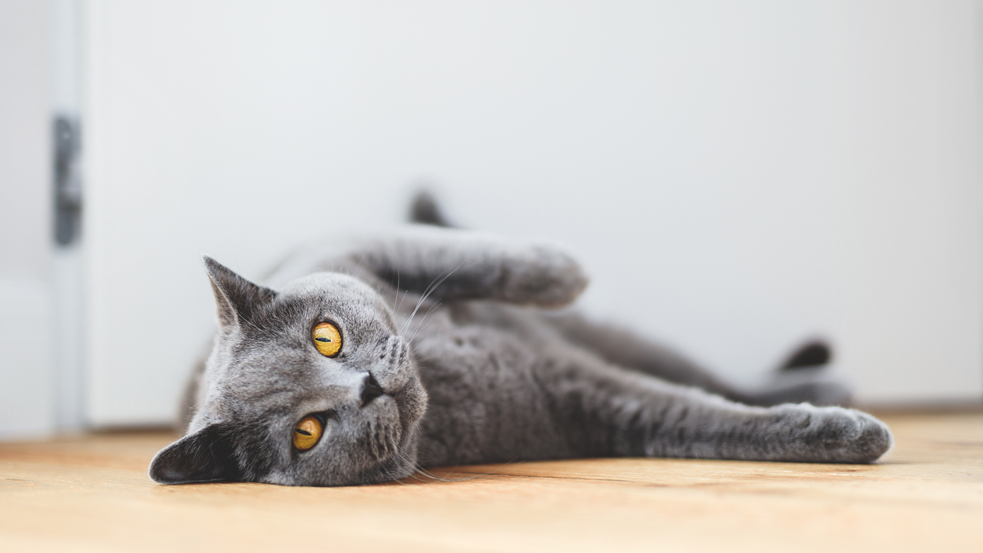 British Shorthair lying on the ground