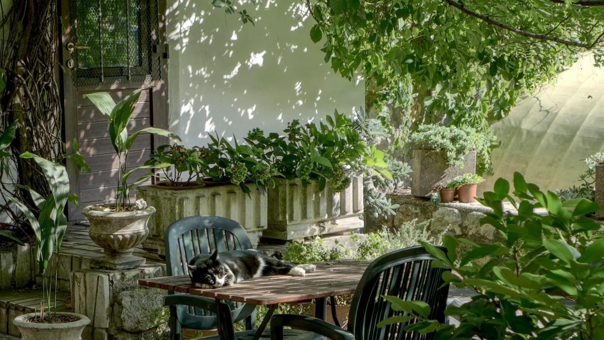 Greenery in a garden with outdoor furniture