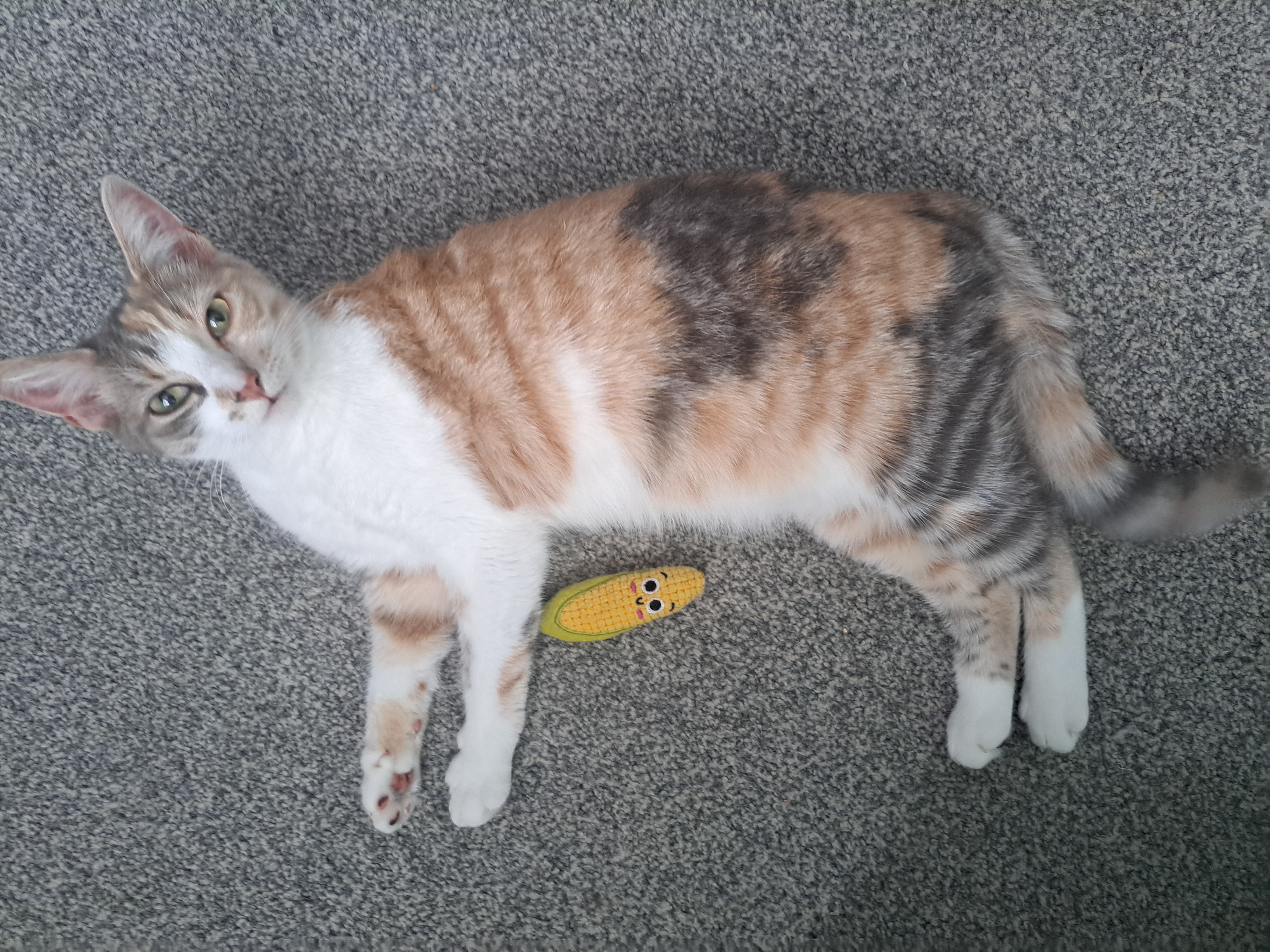 Picture of Azra's cat Betty. Should only be used on "My Cat has gone missing, what do I do now?" article 