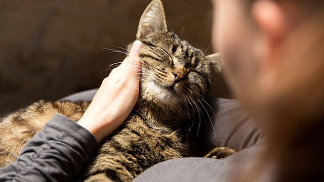 Cat being stroked on young girls lap