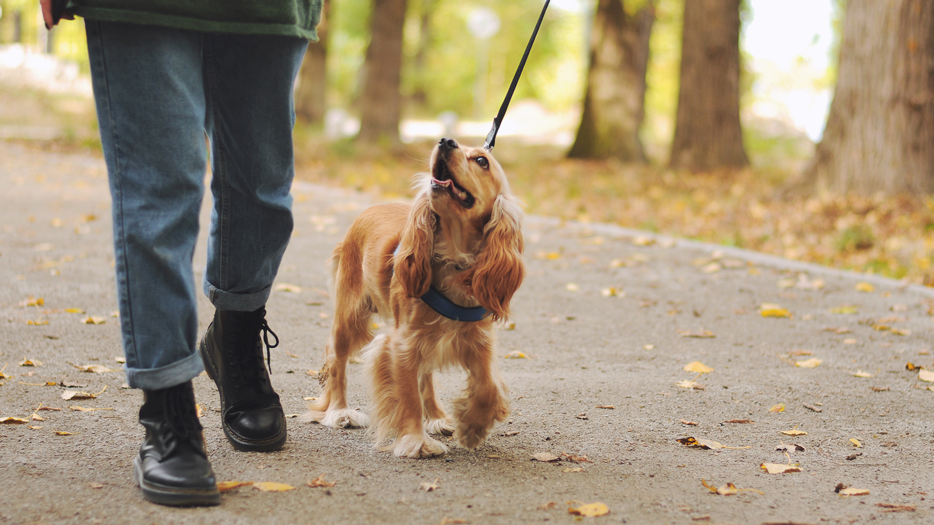 Cocker Spaniel walking in the park 