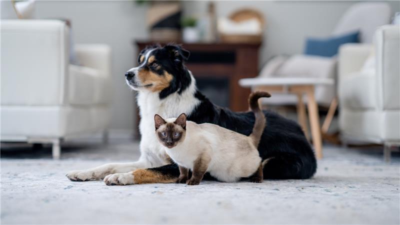 Cat and dog sitting in living room