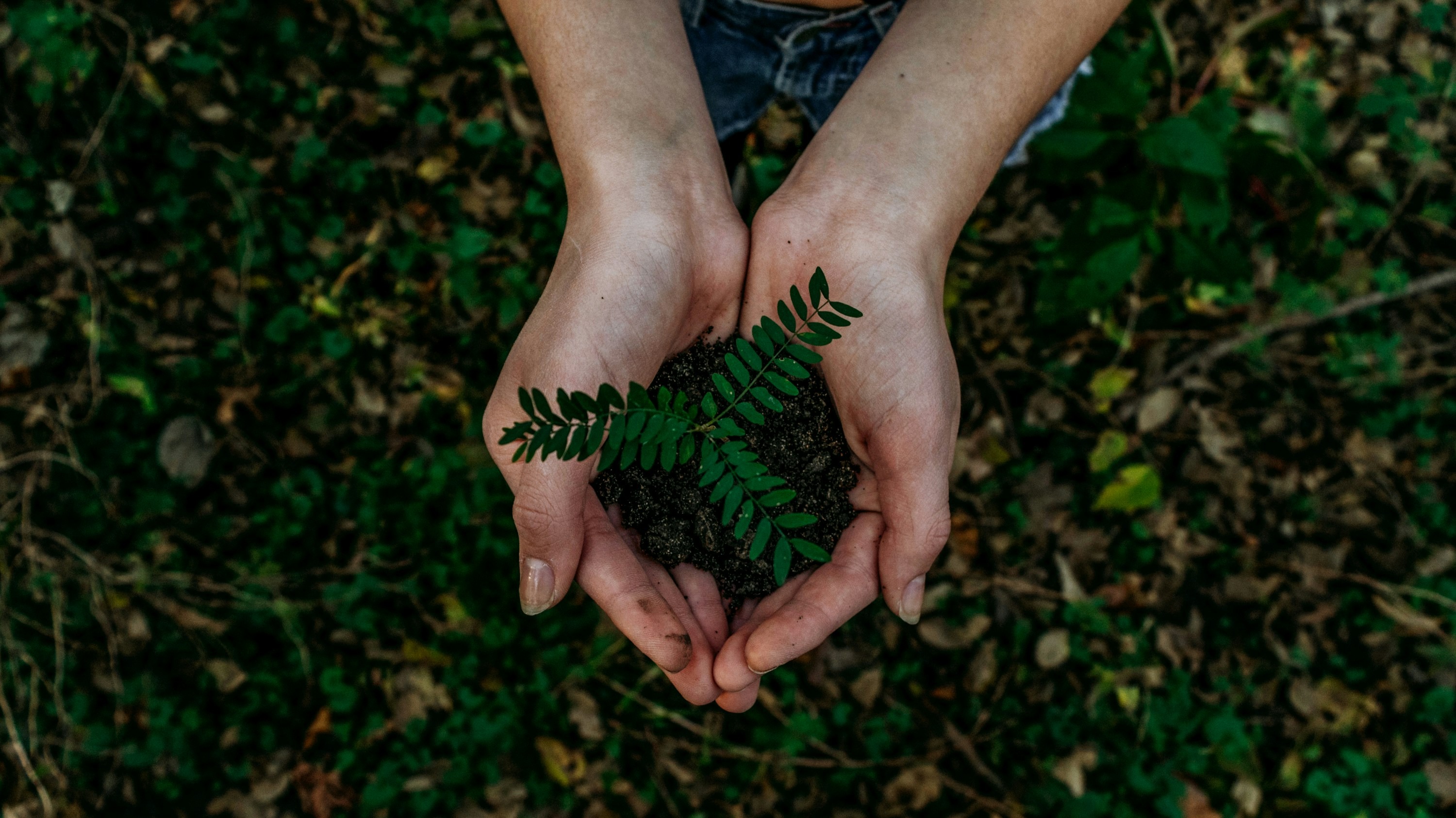 Person holding a plant