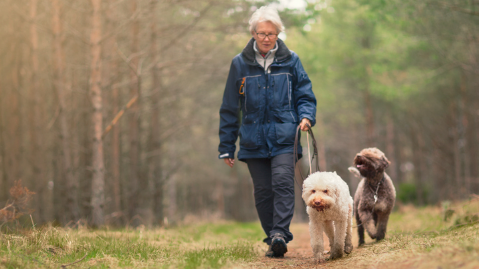 Person walking two dogs on leads