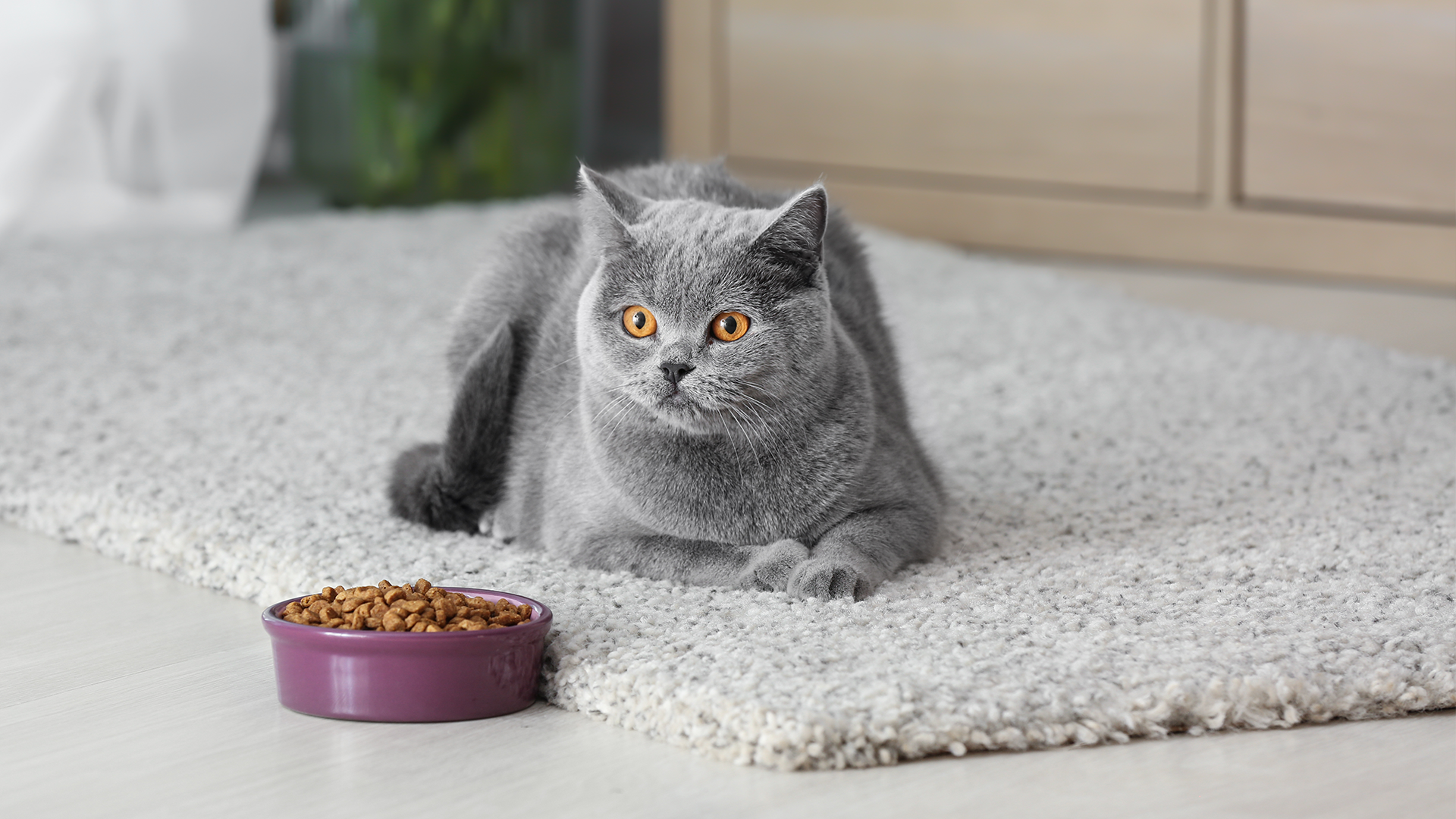 British shorthair next to a bowl of food