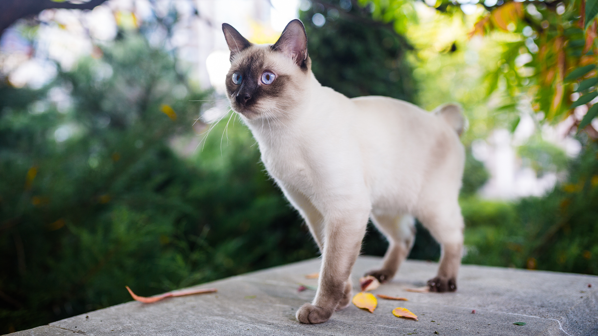 Siamese-cat-walking