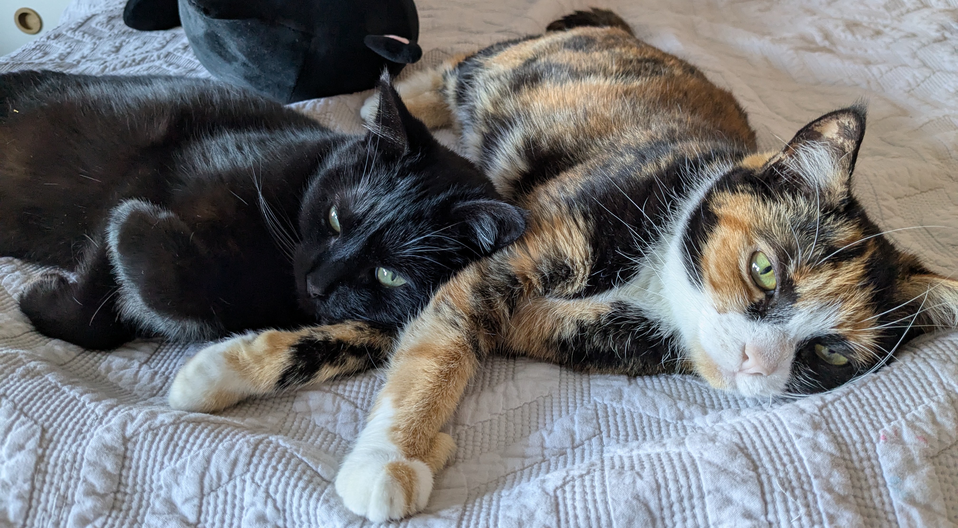 2 cats looking at camera