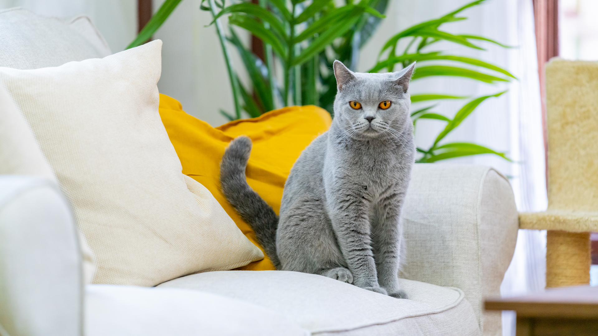 British Shorthair sat on a chair