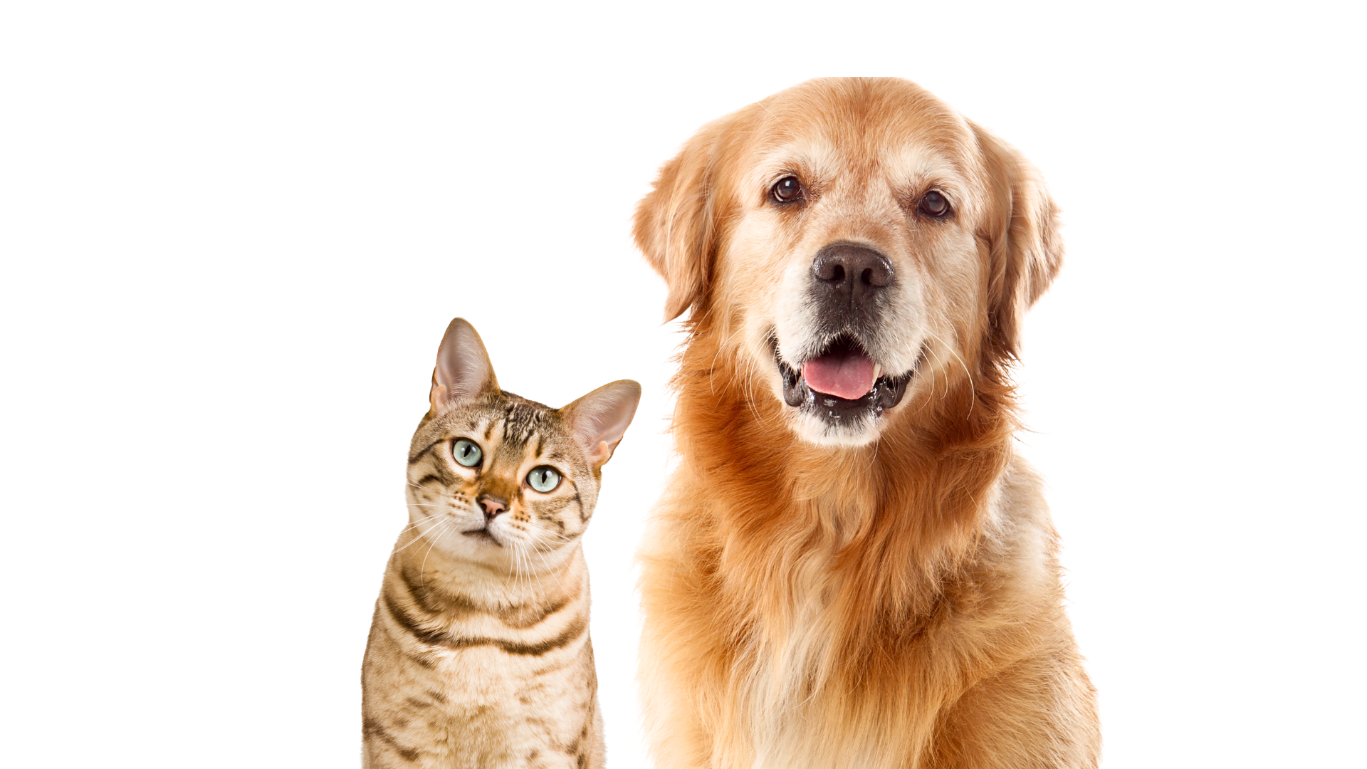 Multi-pet-image-cat-and-dog