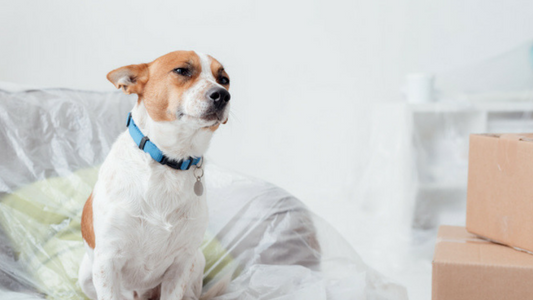 Dog sat on chair looking at cardboard boxes