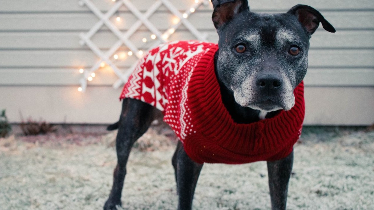 Dog in Christmas jumper