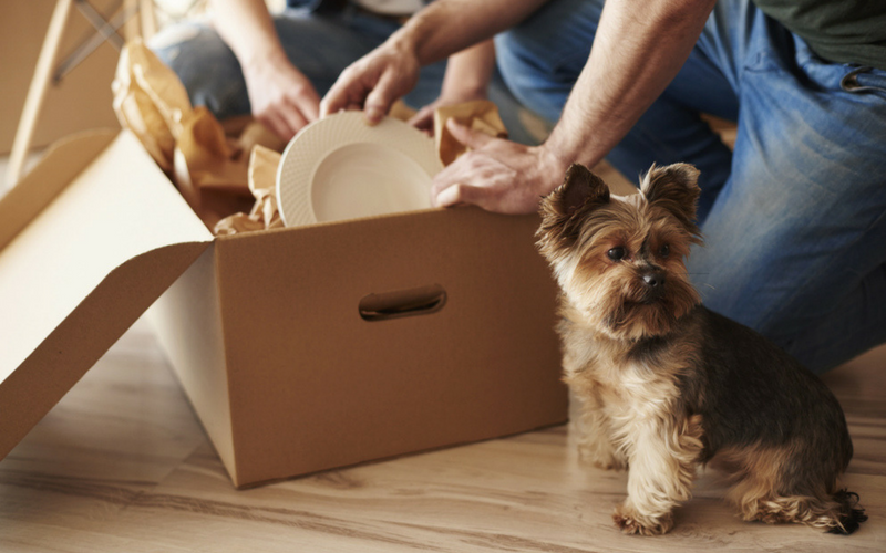 Dog sat next to cardboard box being unpacked